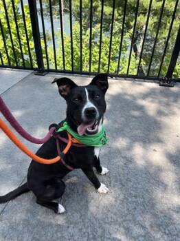 Labrador Retriever and Mixed Breed Dogs Available for Adoption in Newton, North Carolina - PARIS | PetCurious