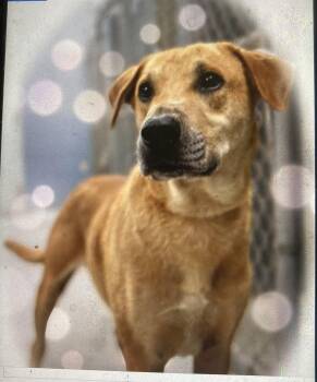 Rescue Labrador Retriever Dogs for Adoption in Pottstown, Pennsylvania - Oliver | PetCurious
