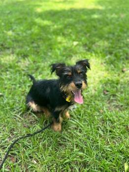 Sheldon -  Wirehaired Dachshund and Wirehaired Terrier Dog for Adoption in Aiken, South Carolina - Sheldon | PetCurious