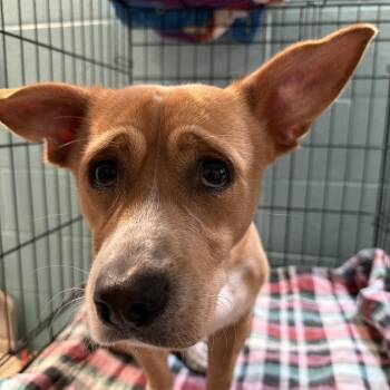 Fuego -  Mixed Breed Dog for Adoption in Port Charlotte, Florida - Fuego | PetCurious