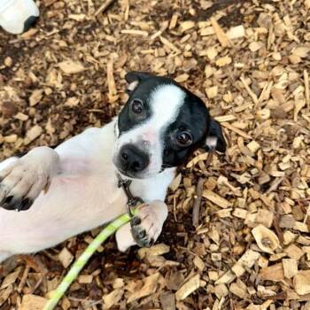 Chihuahua Dogs Available for Adoption in Leesburg, Virginia - PRINCE | PetCurious