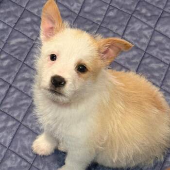 Mixed Breed Dogs Available for Adoption in Buffalo, Minnesota - Dingleberry | PetCurious