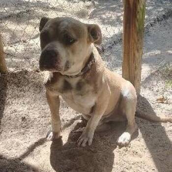 Hercules Bear -  American Bully and Mixed Breed Dog for Adoption in New York, New York - Hercules Bear | PetCurious