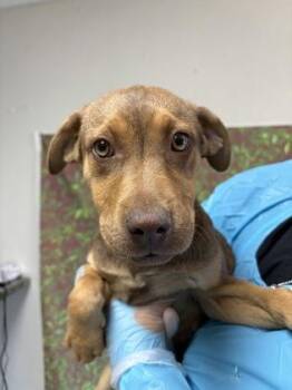 Labrador Retriever and Mixed Breed Dogs Available for Adoption in San Antonio, Texas - Princess | PetCurious