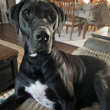 Great Dane Dogs Available for Adoption - Brandy Brilliant | PetCurious