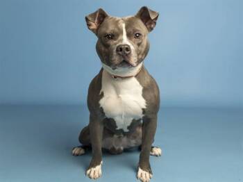SLINKY -  Pit Bull Terrier and Mixed Breed Dog for Adoption in Phoenix, Arizona - SLINKY | PetCurious