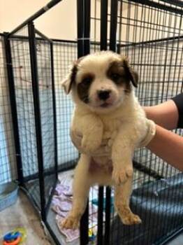Max -  Australian Cattle Dog Blue Heeler Dog for Adoption in Thompson Falls, Montana - Max | PetCurious