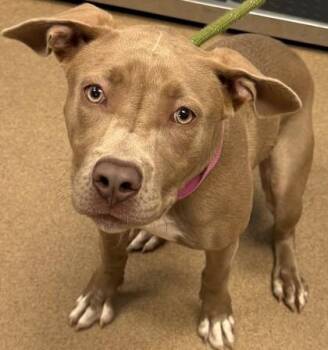 Cloelle -  Mixed Breed Dog for Adoption in Chamblee, Georgia - Cloelle | PetCurious
