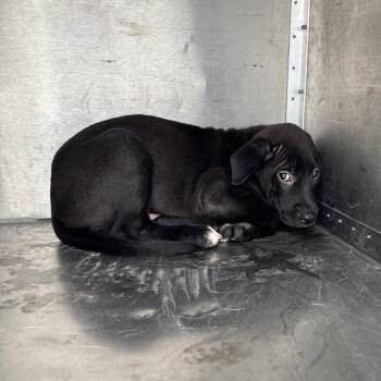 Mixed Breed Dogs Available for Adoption in Springtown, Texas - CSAS-Stray-847 | PetCurious