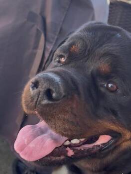 Rottweiler Dogs Available for Adoption in Chapel Hill, North Carolina - ZEUS WILMINGTON | PetCurious