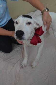 Pit Bull Terrier Dogs Available for Adoption in Mckinney, Texas - Chili | PetCurious