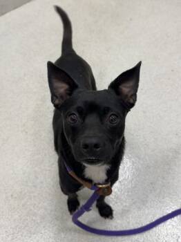 Rescue Terrier and Mixed Breed Dogs for Adoption in Honolulu, Hawaii - Poppy | PetCurious