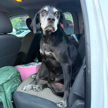 Sargent Pepper/Forrest SPWA-Stray-148903 -  Catahoula Leopard Dog and Mixed Breed Dog for Adoption in Spokane, Washington - Sargent Pepper/Forrest SPWA-Stray-148903 | PetCurious