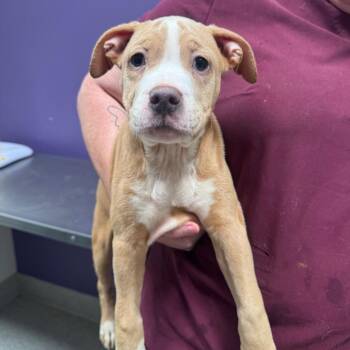 Prince -  Catahoula Leopard Dog and Pit Bull Terrier Dog for Adoption in Englewood, Florida - Prince | PetCurious