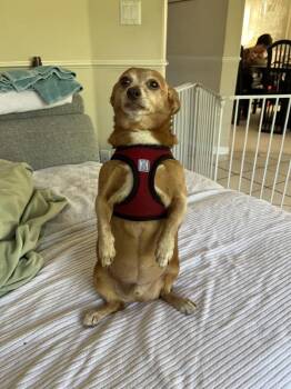 Chester *bonded To Linus* -  Chihuahua and Dachshund Dog for Adoption in Vancouver, British Columbia - Chester *bonded To Linus* | PetCurious
