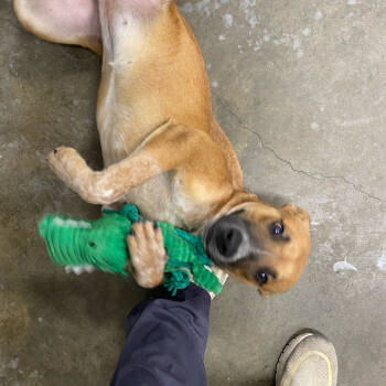 Rescue Mixed Breed Dogs for Adoption in Parrish, Alabama - Hippy (Tripod) | PetCurious