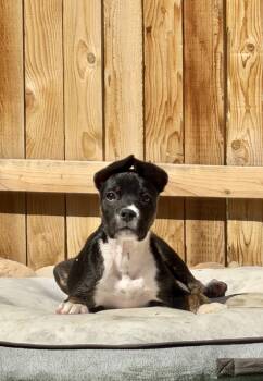Mountain Cur Dogs Available for Adoption in Evergreen, Colorado - Chill | PetCurious