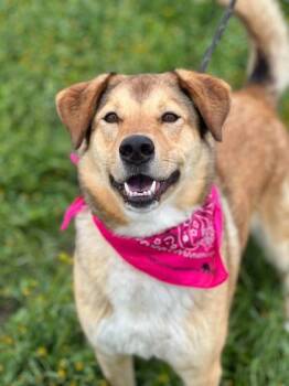 Cookie -  Shepherd and Mixed Breed Dog for Adoption in Visalia, California - Cookie | PetCurious