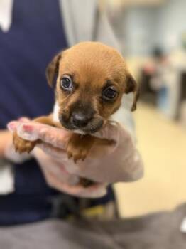 MOCHA -  Chihuahua and Mixed Breed Dog for Adoption in Riverside, California - MOCHA | PetCurious