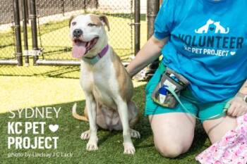Sydney -  Pit Bull Terrier and Mixed Breed Dog for Adoption in Kansas City, Missouri - Sydney | PetCurious