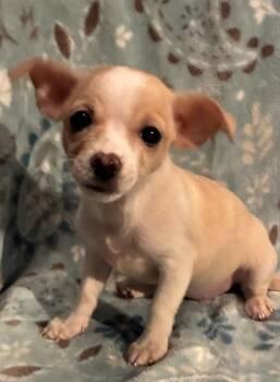 Pixie -  Chihuahua and Pomeranian Dog for Adoption in Pottstown, Pennsylvania - Pixie | PetCurious