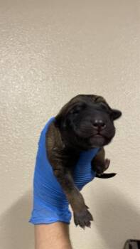 German Shepherd Dog and Mixed Breed Dogs Available for Adoption in Modesto, California - A611044 | PetCurious