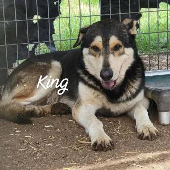 Shepherd and Mixed Breed Dogs Available for Adoption - King | PetCurious
