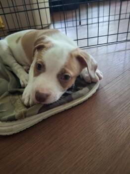 Kotetsu -  Mixed Breed Dog for Adoption in Honolulu, Hawaii - Kotetsu | PetCurious