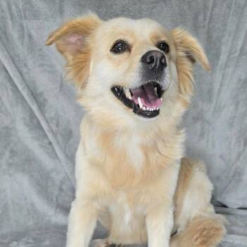 FOSTER OR FOSTER-TO-ADOPT NEEDED Jersey -  Retriever and Mixed Breed Dog Available for Adoption - FOSTER OR FOSTER-TO-ADOPT NEEDED Jersey | PetCurious