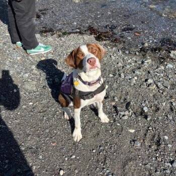 Pit Bull Terrier and Mixed Breed Dogs Available for Adoption in Bellingham, Washington - Fiona | PetCurious