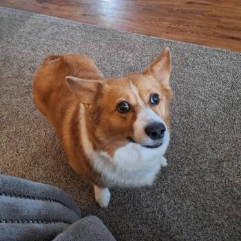 Cardigan Welsh Corgi Dogs Available for Adoption - Lizzy | PetCurious