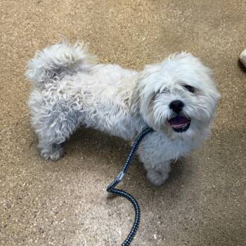 Rescue Mixed Breed Dogs for Adoption in Skokie, Illinois - Lou | PetCurious