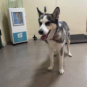 Samantha -  Husky Dog for Adoption in Pasadena, California - Samantha | PetCurious