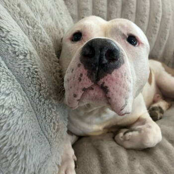 Rescue Pit Bull Terrier Dogs for Adoption in Dallas, Texas - Pley | PetCurious