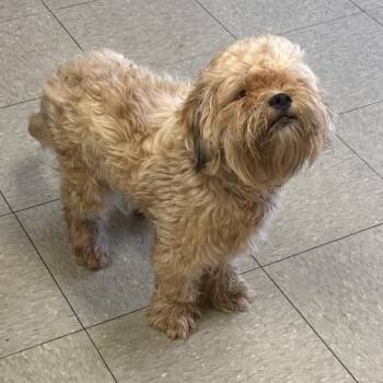 Bennett -  Lhasa Apso Dog for Adoption in Baton Rouge, Louisiana - Bennett | PetCurious