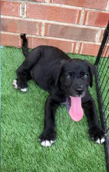 Ryuk -  Labrador Retriever Dog for Adoption in Anna, Texas - Ryuk | PetCurious