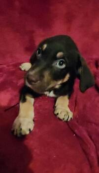 Greta -  Labrador Retriever and Shepherd Dog for Adoption in West Peoria, Illinois - Greta | PetCurious