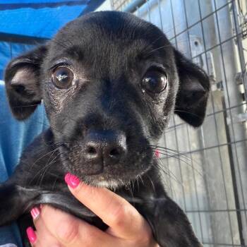 Sophia -  Mixed Breed Dog for Adoption in Lake Jackson, Texas - Sophia | PetCurious