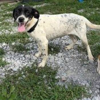 Hound Dogs Available for Adoption - Linda D26-060 | PetCurious