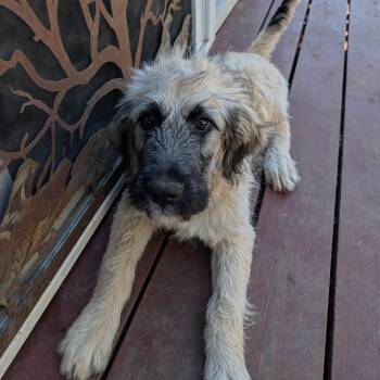 Rescue Bouvier Des Flandres and Great Pyrenees Dogs for Adoption in Lafayette, California - Bonnie Baby | PetCurious
