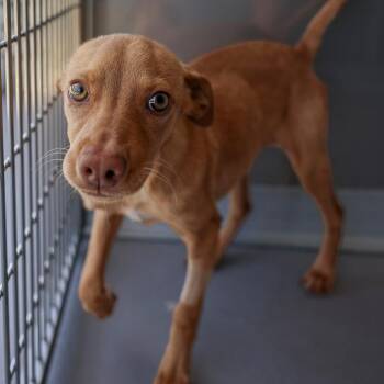 Zina -  Mixed Breed Dog for Adoption in Bradenton, Florida - Zina | PetCurious