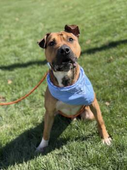 Pit Bull Terrier Dogs Available for Adoption in Lancaster, Ohio - Apollo | PetCurious