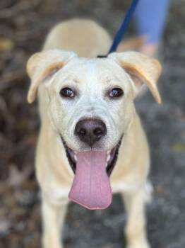 Biscuit -  Yellow Labrador Retriever Dog for Adoption in Meherrin, Virginia - Biscuit | PetCurious