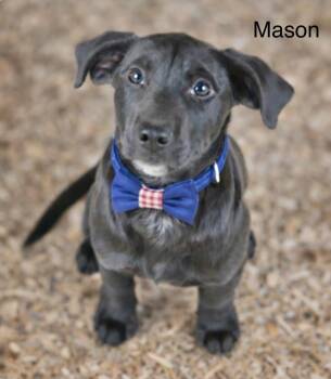 Labrador Retriever Dogs Available for Adoption - Mason | PetCurious