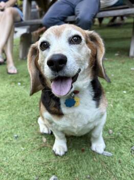 Beagle Dogs Available for Adoption - Eunice | PetCurious