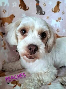 Shih Poo Dogs Available for Adoption in Maitland, Florida - Peaches  | PetCurious