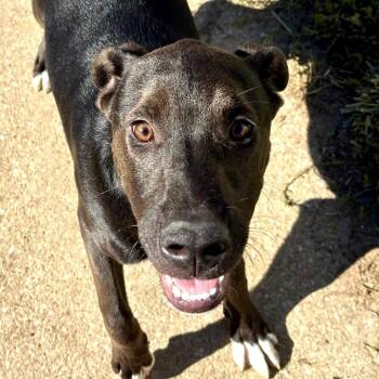 Labrador Retriever Dogs Available for Adoption in Lenexa, Kansas - Winston | PetCurious