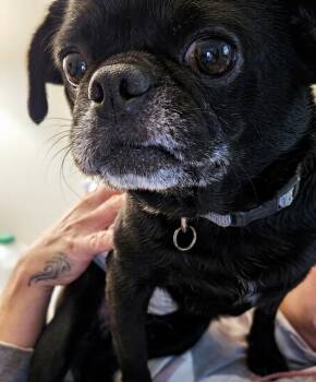 Pug and Chihuahua Dogs Available for Adoption in Ossining, New York - Onyx | PetCurious