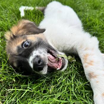 Lea -  Cattle Dog and German Shepherd Dog Dog for Adoption in Gainesville, Virginia - Lea | PetCurious
