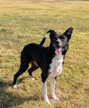 Rescue Border Collie Dogs for Adoption in Cleburne, Texas - White Socks | PetCurious